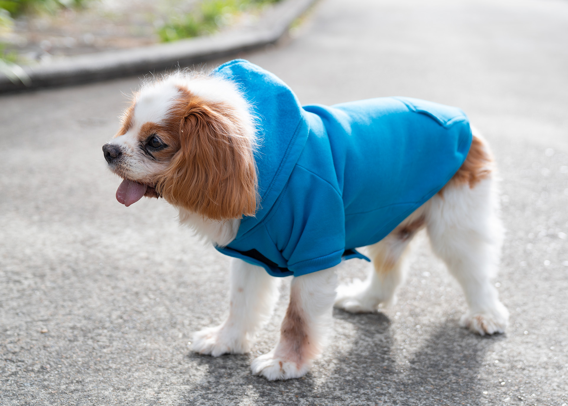 Dog Hoodie